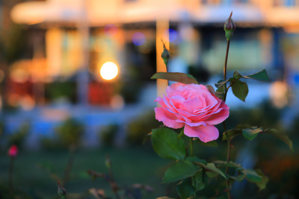 花粉红玫瑰生长在城市的花坛上图片下载