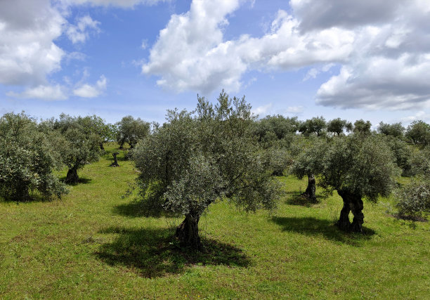 橄榄树图片下载