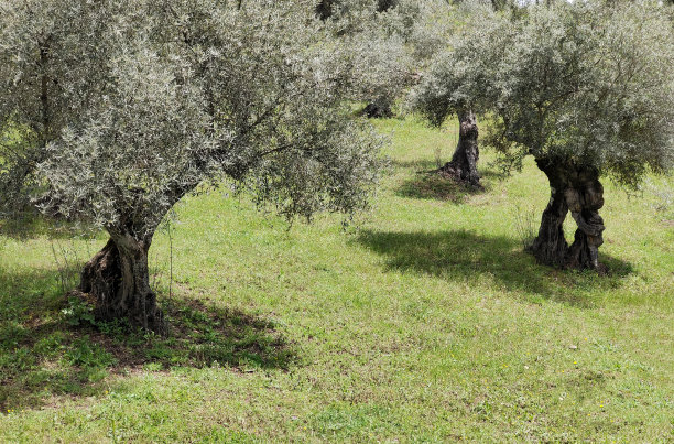 橄榄树图片下载