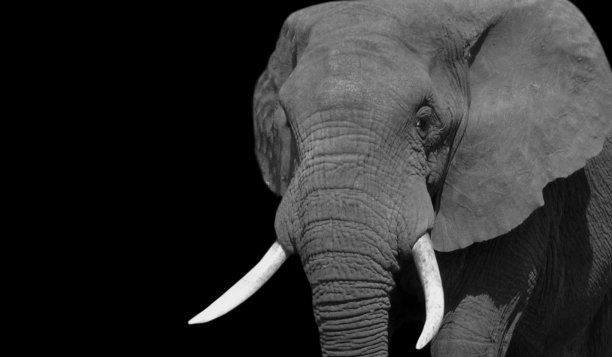 大非洲大象肖像脸在黑色背景图片下载
