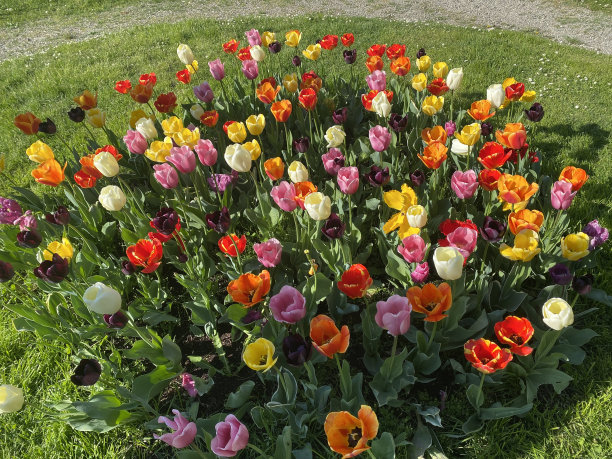 郁金香花坛的俯视图图片下载