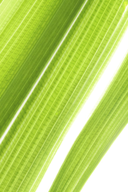 绿叶的全帧镜头。树叶的纹理和图案。垂直的照片。图片下载