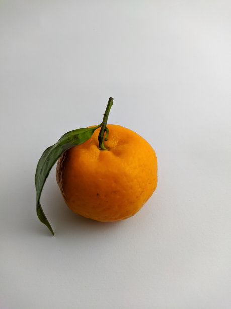 新鲜的三唐橙以白色为背景图片下载
