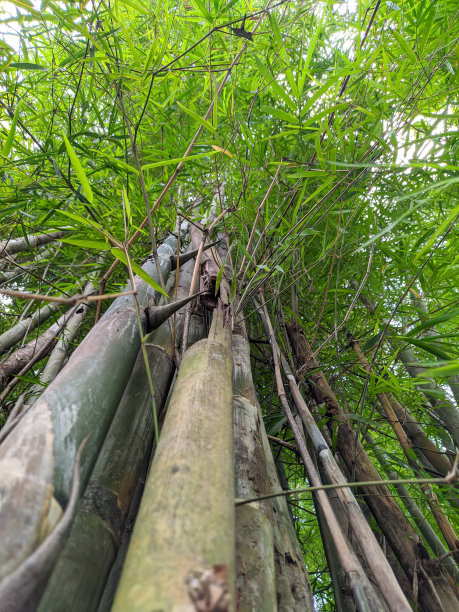 竹子郁郁葱葱。底视图图片下载
