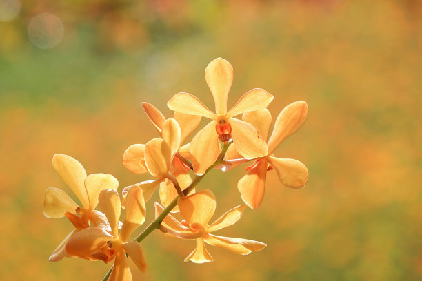 绿色叶子的黄色莫卡拉兰图片下载