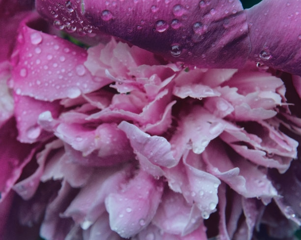 牡丹花瓣与露珠，精致的花卉背景与复制空间。粉红色的牡丹花与雨滴盛开在花园里。一朵美丽的花的花瓣特写。新鲜的概念。海报图片下载