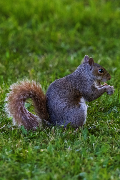 一只松鼠在寻找坚果图片下载