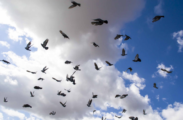 天空中有一群鸟在飞翔图片下载