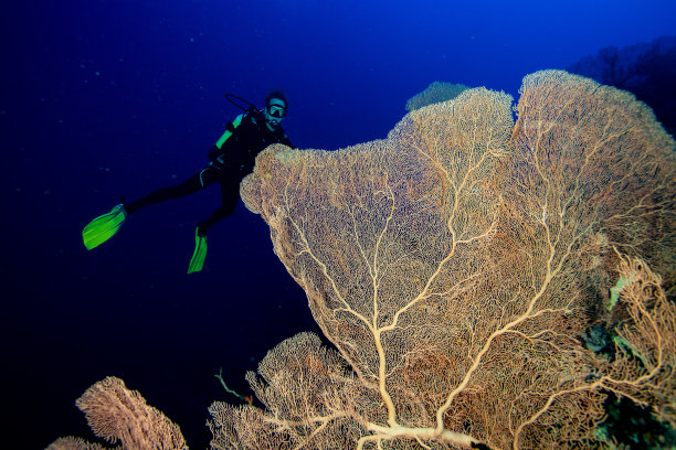 柳珊瑚图片下载