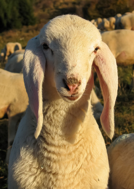 山上一群白色的小羊图片下载