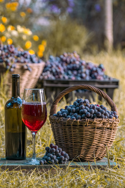 红酒。品酒文化。夏日里的甜点红酒。葡萄栽培。葡萄采摘，户外图片下载