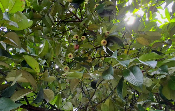 ·博克图片下载