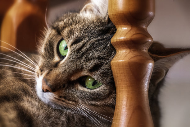 一只淘气的小猫图片下载