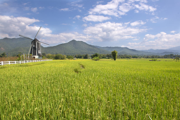 稻田边的风车和多云的天空图片下载