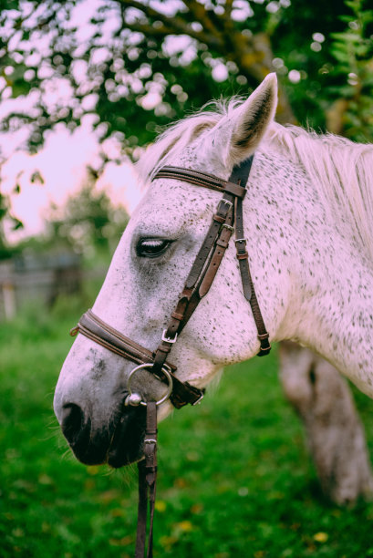 雪白的阿拉伯种马衬着绿色的背景图片下载