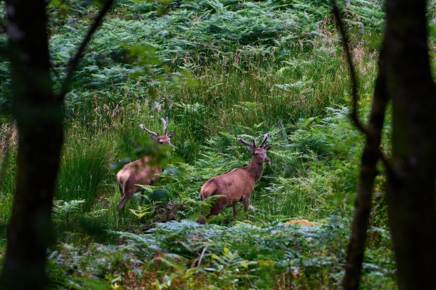 两只小鹿在格伦芬南森林里吃草和蕨类植物图片下载