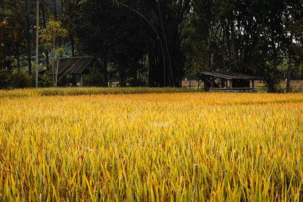 泰国的金色稻田，背景是木制避难所图片下载
