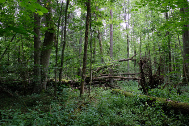 赤杨落叶林图片下载