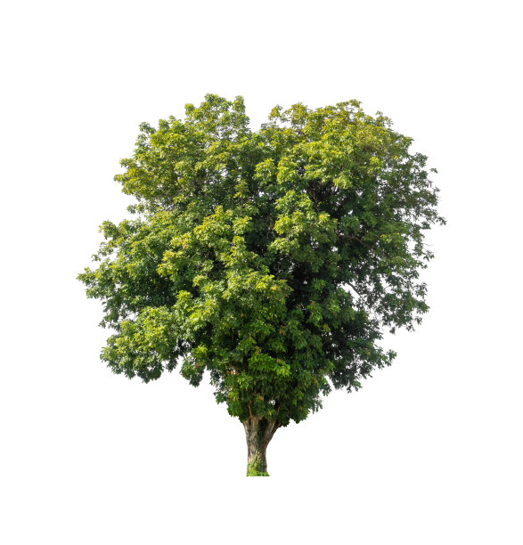 在白色背景上隔离的树既适合打印也适合网页图片下载