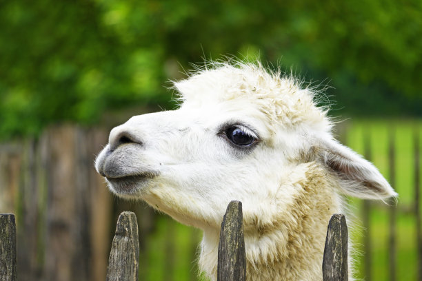 这是一只好奇的羊驼，长着白色的皮毛，正从栅栏上往外看，Vicugna pacos图片下载