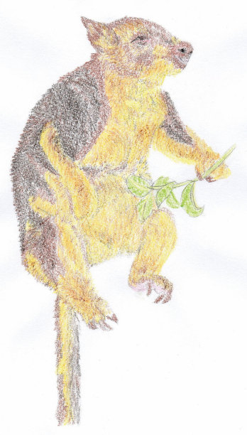 树袋鼠图图片下载