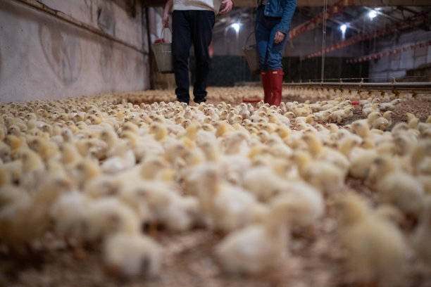 小鸡在农场喝水图片下载