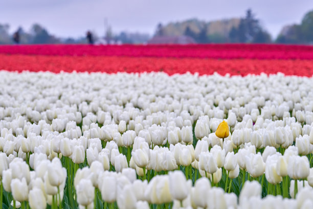 单瓣黄色郁金香弗农山华盛顿州图片下载
