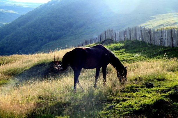 马在乡下的草地上吃草图片下载