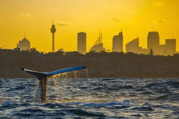 座头鲸的水尾迹与悉尼天际线剪影的背景图片下载