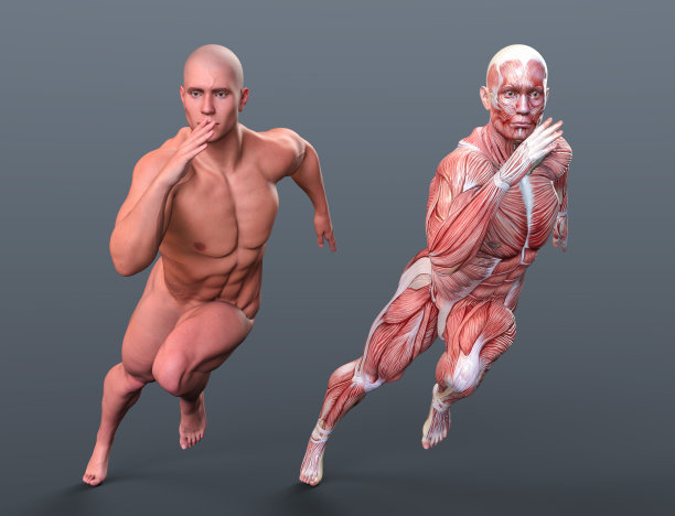 肌肉男跑步对比解剖肌肉，3d渲染图片下载
