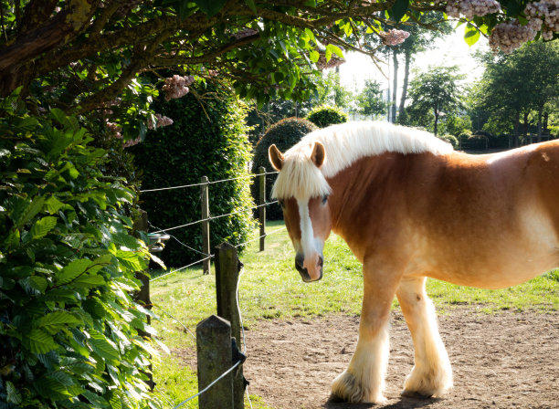 可爱的图片，一个工场下的一棵鲜花在比利时马图图片下载