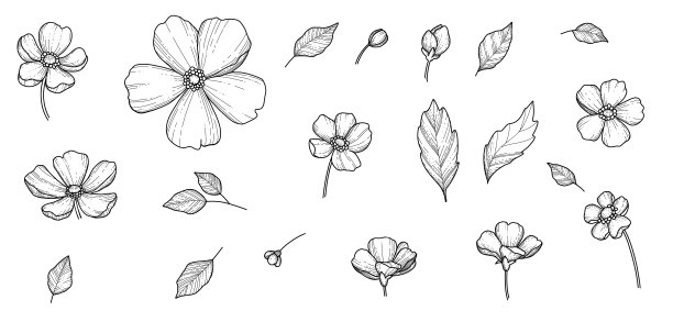 自由手樱花花向量集，美丽的线条艺术桃花孤立在白色背景。写实手绘风格图片下载