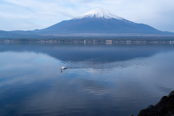 富士山和湖中游水的天鹅图片下载