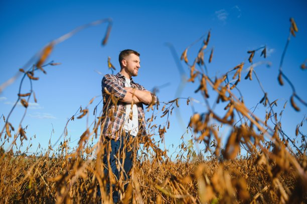 农民农艺师在大豆田检查收获前的作物。有机食品生产与种植。图片下载