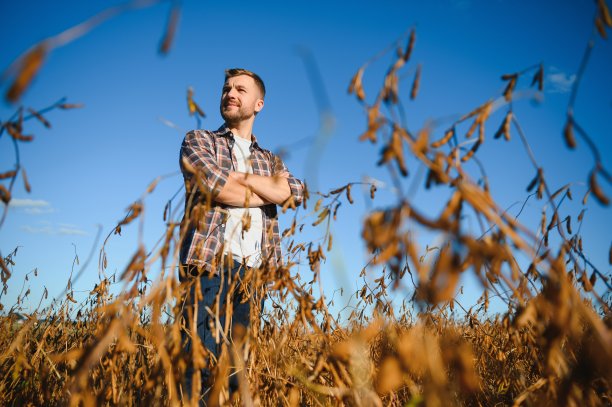 农学家正在检查农田里生长的大豆作物。农业生产理念。夏季，年轻的农学家在田间检查大豆作物。大豆田里的农民图片下载