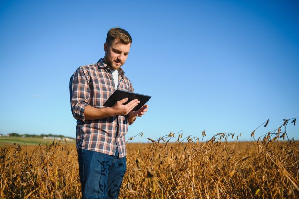 农民农艺师在大豆田检查收获前的作物。有机食品生产与种植。图片下载