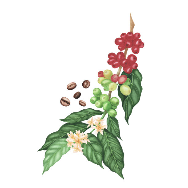 咖啡植物分枝，红色和烘烤的阿拉比卡豆分离在白色上。水彩手绘画册设计图片下载