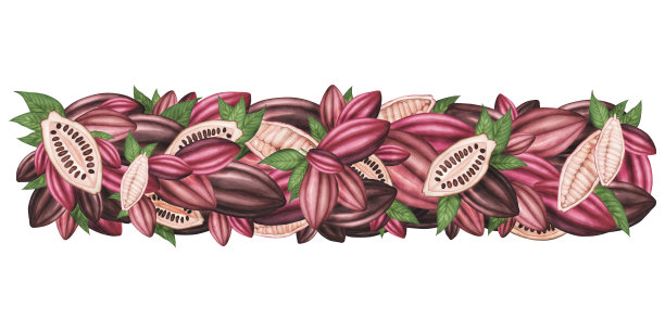 用成熟的可可荚和分离的豆子装饰花环。水彩的边界。包装、菜单、海报的插图图片下载