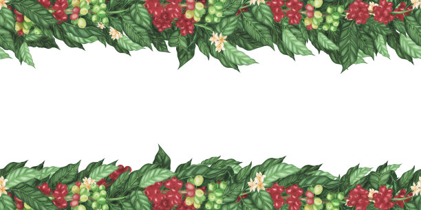 无缝边界红咖啡豆和花在分枝上孤立的白色。水彩手绘画册图片下载