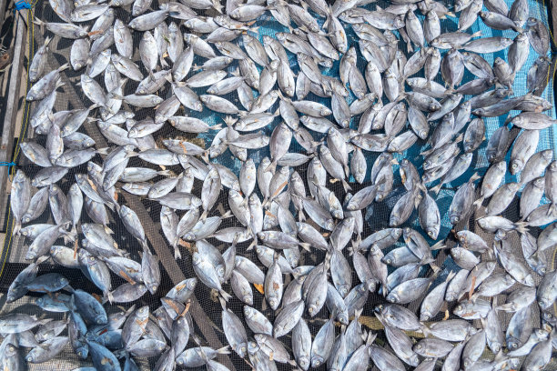 来自渔民的鱼在阳光下晒干，使其更耐久，制作咸鱼的过程图片下载