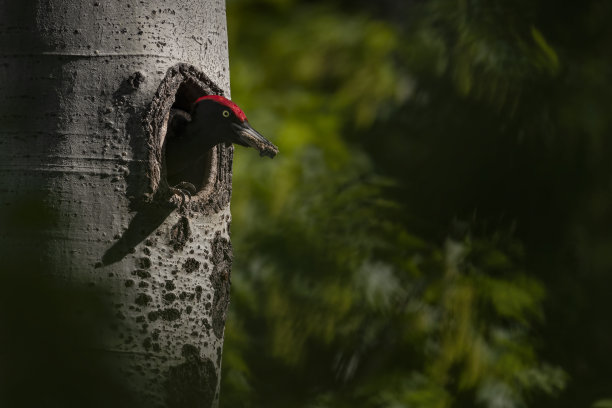 林中日落，雄黑啄木鸟(黑啄木鸟)图片下载