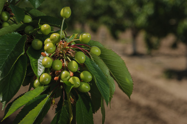 树上成熟的樱桃特写图片下载