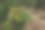 树上成熟的樱桃的特写图片下载