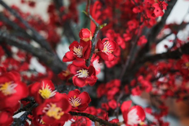 红梅花的背景图片下载