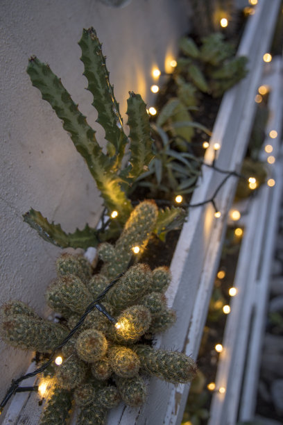 仙女灯下的仙人掌特写图片下载