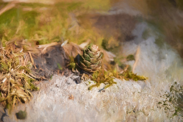 数码绘画的年轻针叶树松果芽孤立在自然环境。图片下载