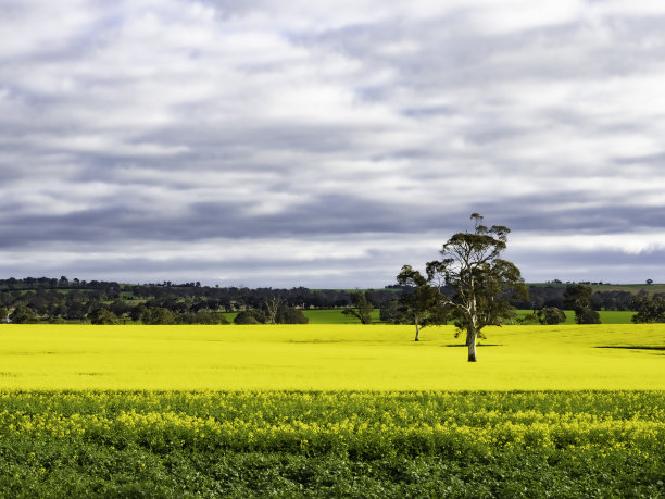 油菜田图片下载
