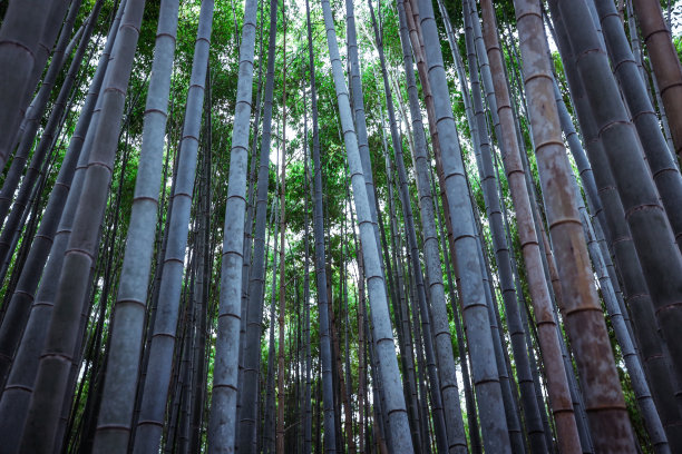 走在京都竹林中的宁静图片下载