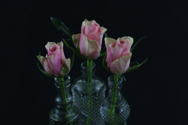 粉色的玫瑰图片下载