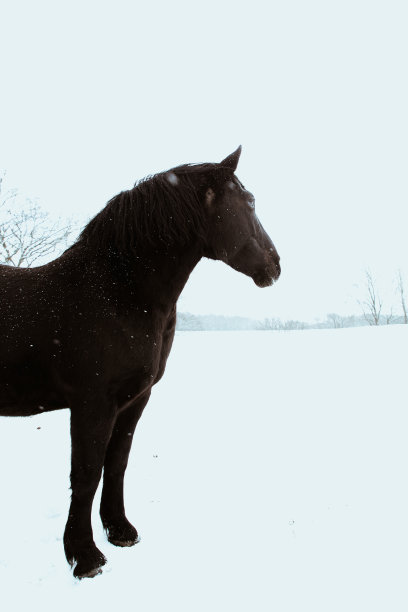 垂直拍摄一匹黑马站在白雪覆盖的草地上图片下载